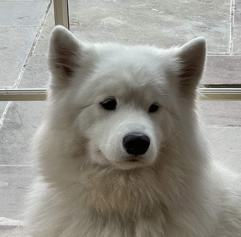 Bela